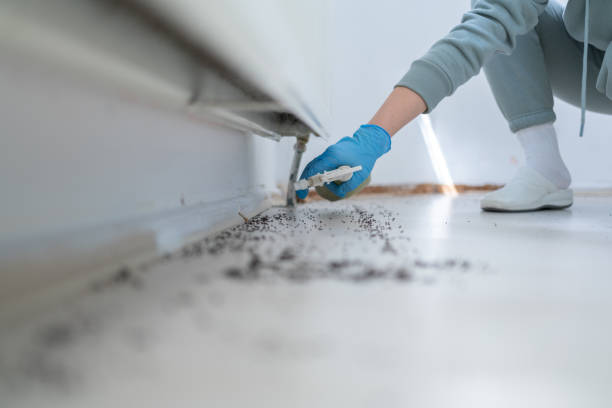 Best Flea Control Services  in Galeville, NY
